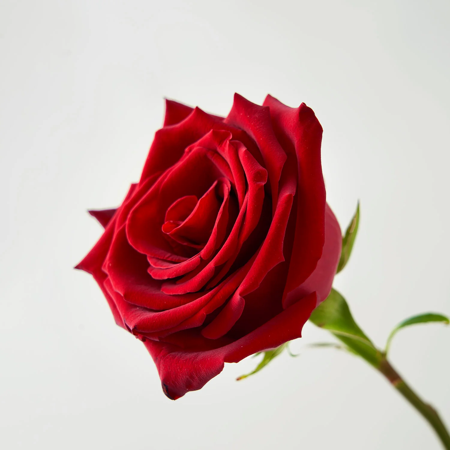 Naistenpäivä x VES 2026